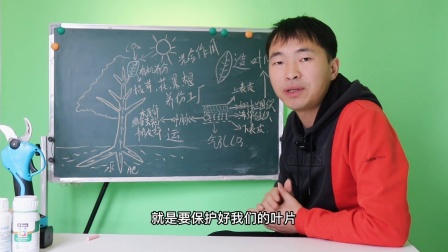 小叶片大作为，带你了解果树叶片如何光合作用的，记得点赞收藏