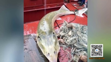 渔民在长江发现凶猛食肉鱼 体长2米重达200斤 160719