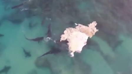 无人机拍摄40头鲨鱼疯狂抢食鲸鱼尸体 160729
