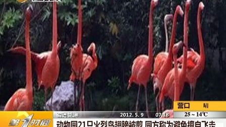 上海:21只火烈鸟翅膀被剪 园方称为避免擅自飞走