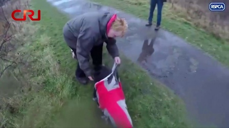 软性国际 英国动物组织公布营救落水狗视频提醒冬季遛狗注意安全 171223