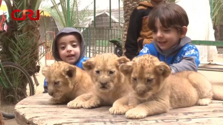 软性国际 加沙一动物园公开售卖狮崽 原因令人心酸 171224