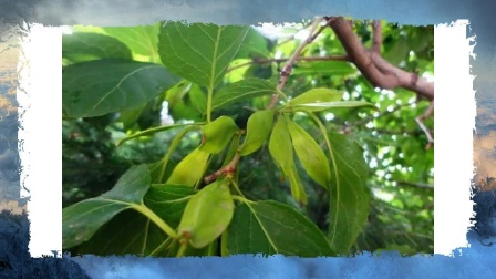 杜仲猪腰汤具有补益肝肾、强腰壮骨功效 还有安胎的作用