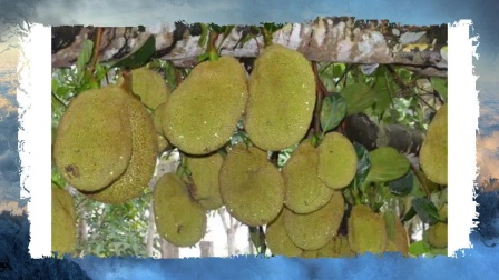 菠萝蜜虽然营养丰富,但也有食用禁忌,必须要知道,可别吃错了