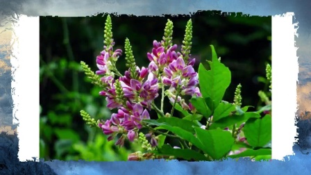 农村遍地野菜,治疗阑尾炎、风湿痹痛、清热解毒,医生都说吃了好