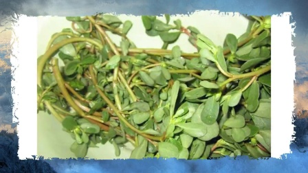 农村这些野菜,利尿消肿,活血去寒湿,是治病高手,女人最该吃