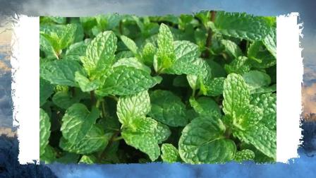 夏季不能放过这几种食物,能抗癌美容,调节荷尔蒙,降血糖,祛火