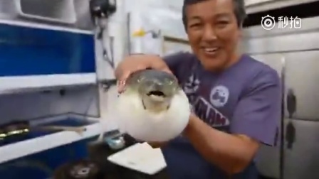 日本河豚店制作生鱼片这刀法太厉害了