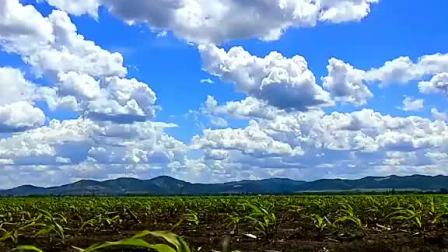 风吹大地苗吐绿,流云飞过蔚蓝天.