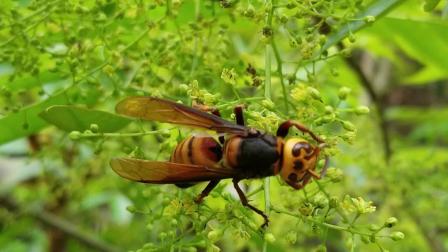 懒黑尾胡蜂蜂王采山花,真的黑尾蜂王个头比这只大很多20200409_174217