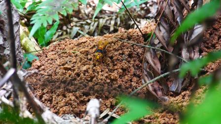 追蜂新找到一窝黑尾胡蜂,地龙蜂,黄腰杆马蜂窝