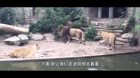 纪录片：狮子逮住只鸭子，同伴上前想分一杯羹，结果意外发生了！