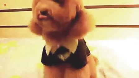 训练泰迪的视频,金毛幼犬训练教程,怎样训练惠