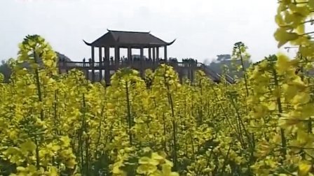 春季赏花怎么走 重庆市旅游局赏花地图 130318 早新闻
