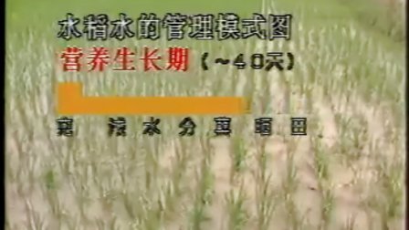 杂交水稻栽培技术