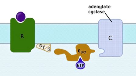 G蛋白偶联受体