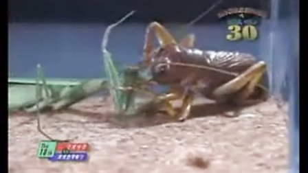 世界最强昆虫之蟋螽PK宽腹螳螂