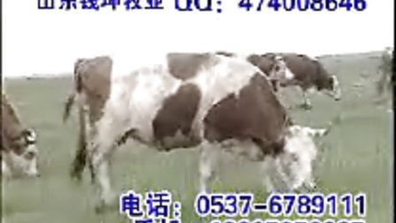0541040852660BBC6A0A46305D3B914F