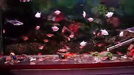 红箭鱼和彩裙鱼