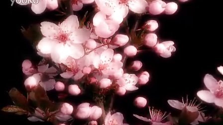 花朵开放,桃花,梅花开放视频素材,来自西橘网