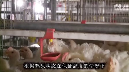 肉鸡笼养饲养管理-山东恒基农牧机械有限公司