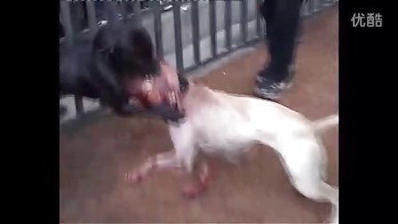 黑蛋VS公主