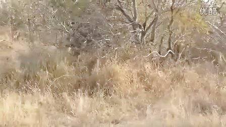 Lions hunt a buffalo in South Africa