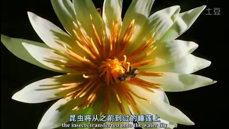 植物王国-第一集.720p.BD中英双字幕