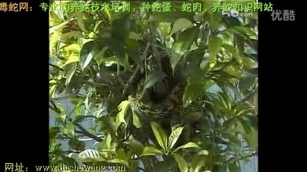 大王蛇养殖技术视频毒蛇网