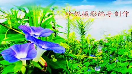 凤凰社区国庆重阳节好运来舞蹈队演出爱的桥梁视频