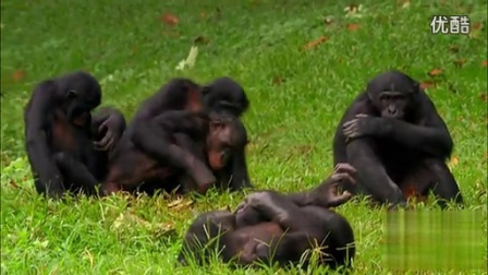 非洲倭黑猩猩的爱_高清
