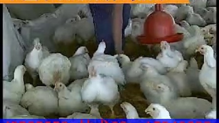 甘肃民乐县发酵床养鸡技术视频