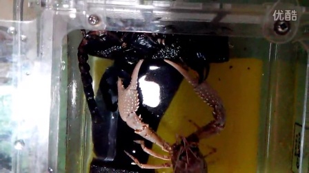 克氏原螯虾VS彼得异蝎（亚洲雨林蝎）