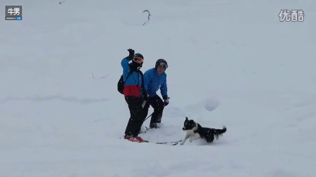 边境牧羊犬半路拦截滑雪客 自备树枝求「陪玩」