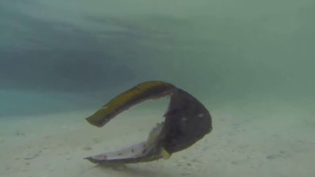 潜水客惊见奇异形鱼 身体失踪还能划水