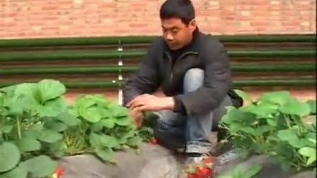 有机草莓种植草莓高产种植技术草莓种子种植方法