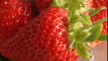 草莓的种植图片草莓种植专家冬季草莓的种植