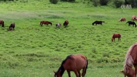 乌兰布统草原上马儿在吃草