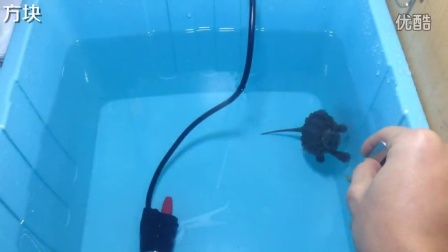 宠物大鳄龟深水互动训练协调性