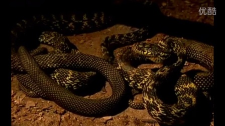 大王蛇生态养殖视频