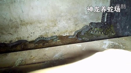 大王蛇种蛇发酵床养殖视频