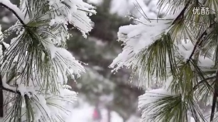 415-下雪松树上都是雪花雪景,雪花飘飘,树挂树枝上雪花高清实拍视频素材_标清