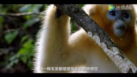 中国第一部自然纪录片《我们诞生在中国》宣传片！（此物必火）###@###