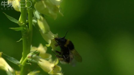 延时摄影唯美记录蜜蜂授粉过程