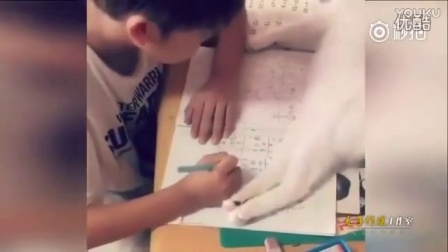 老师你可能不信 这就是我写作业不认真的原因_标清