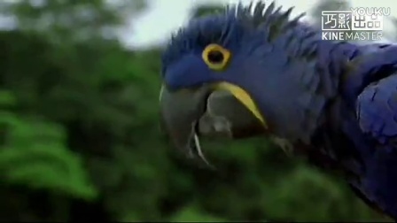 迁徙的鸟(求生篇)，根据2001年 法国电影【迁徙的鸟】影片