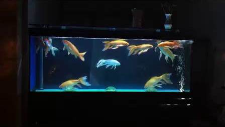 完美的缸养锦鲤展示(全自动化换水和采用快吸