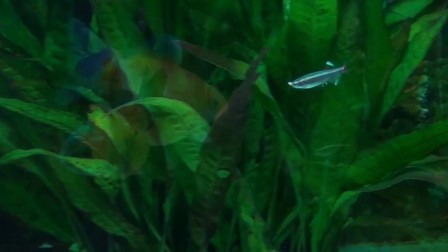 金鱼和白云金丝灯混养,珍珠鳞,鹤顶红等