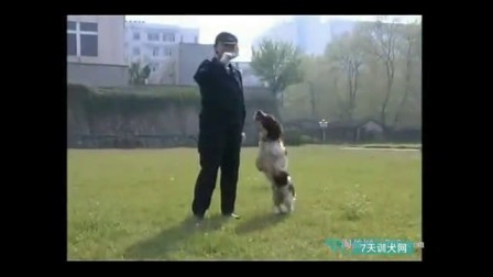金毛寻回犬训练视频教程