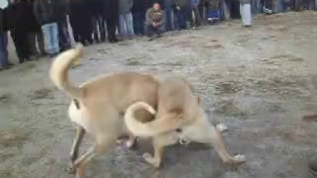 土耳其坎高犬地下斗狗2012 C